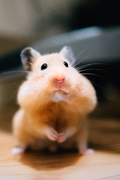 x hamster free pics|Free Stock Photos, Royalty Free Stock Images & Copyright Free。